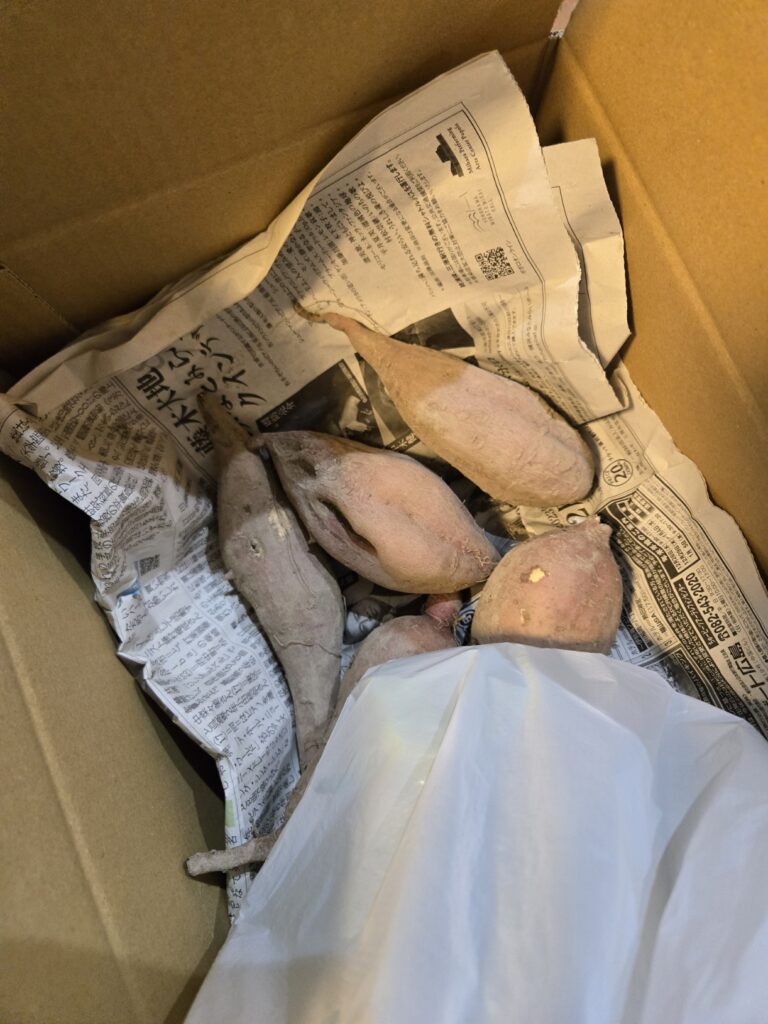 収穫されたさつまいも